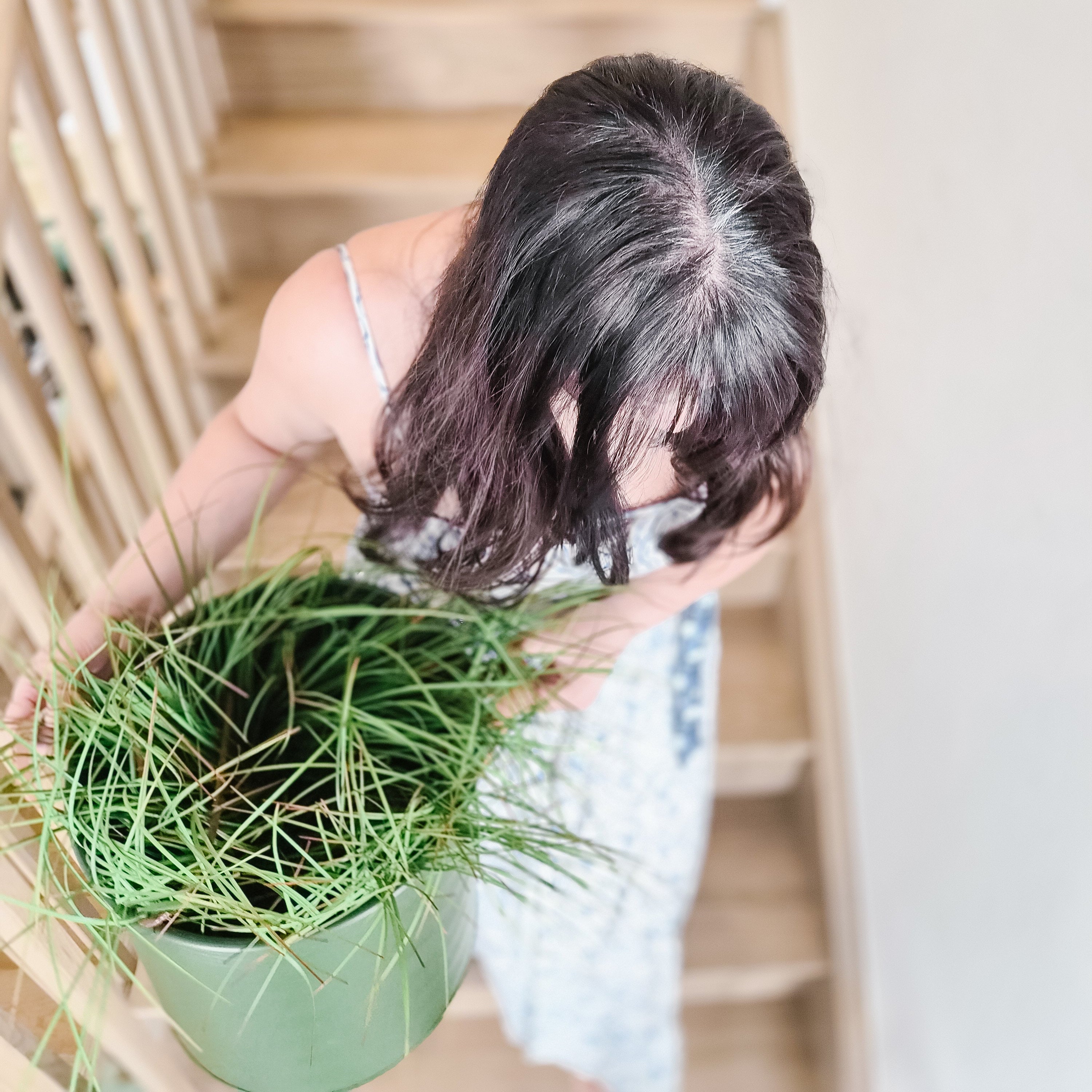 Person holding a potted plant in a home setting